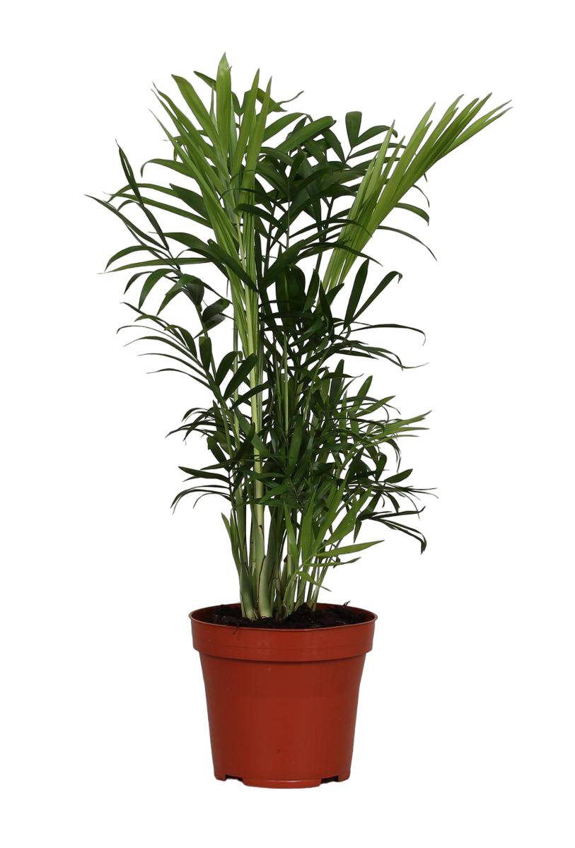 Chamaedorea Elegans 40cm - Plante d'intérieur- La Green Touch - Image 1