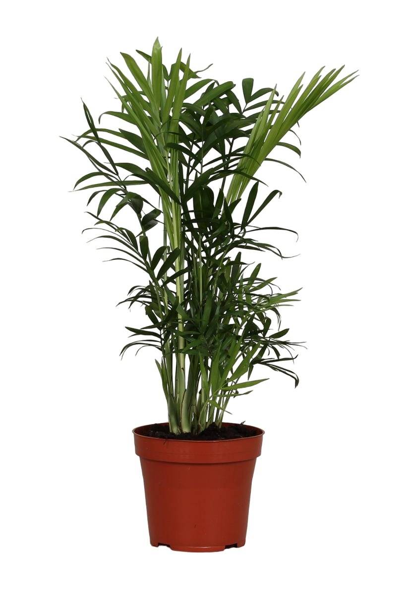 Chamaedorea Elegans 40cm - Plante d'intérieur- La Green Touch - Image 2