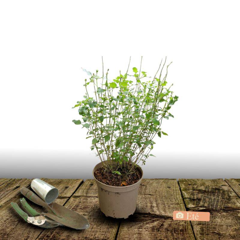 Sauge d'automne Mirage™ Salmon à fleurs Rose - feuillage Caduc - Pot de 3L - 20/40 cm- hauteur à maturité De 0,50 m à 1,00 m - Image 4