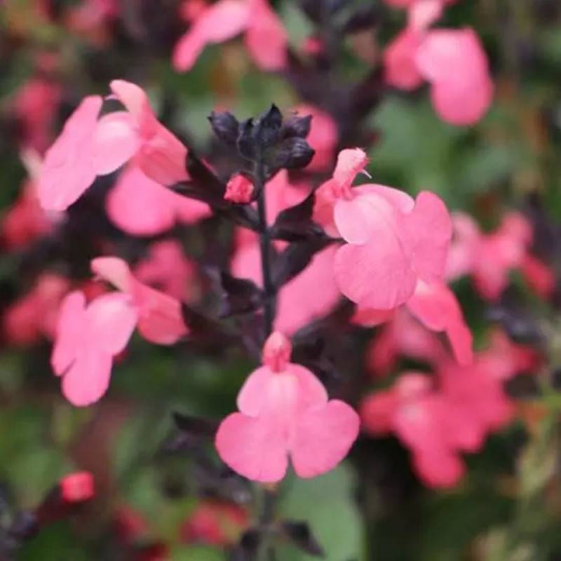 Sauge d'automne Mirage™ Salmon à fleurs Rose - feuillage Caduc - Pot de 3L - 20/40 cm-  hauteur à maturité De 0,50 m à 1,00 m - Image 1