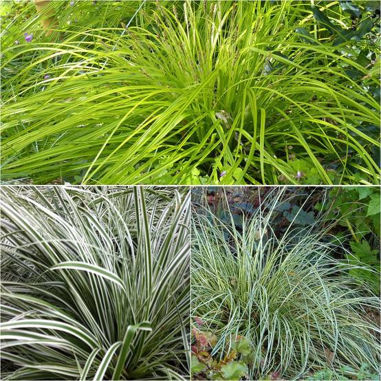 Promesse de Fleurs - Collection 3 Carex EverColor - Collection de 3 plantes