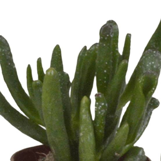 Coffret succulente - Lot de 5 plantes h13cm- La Green Touch - Image 2