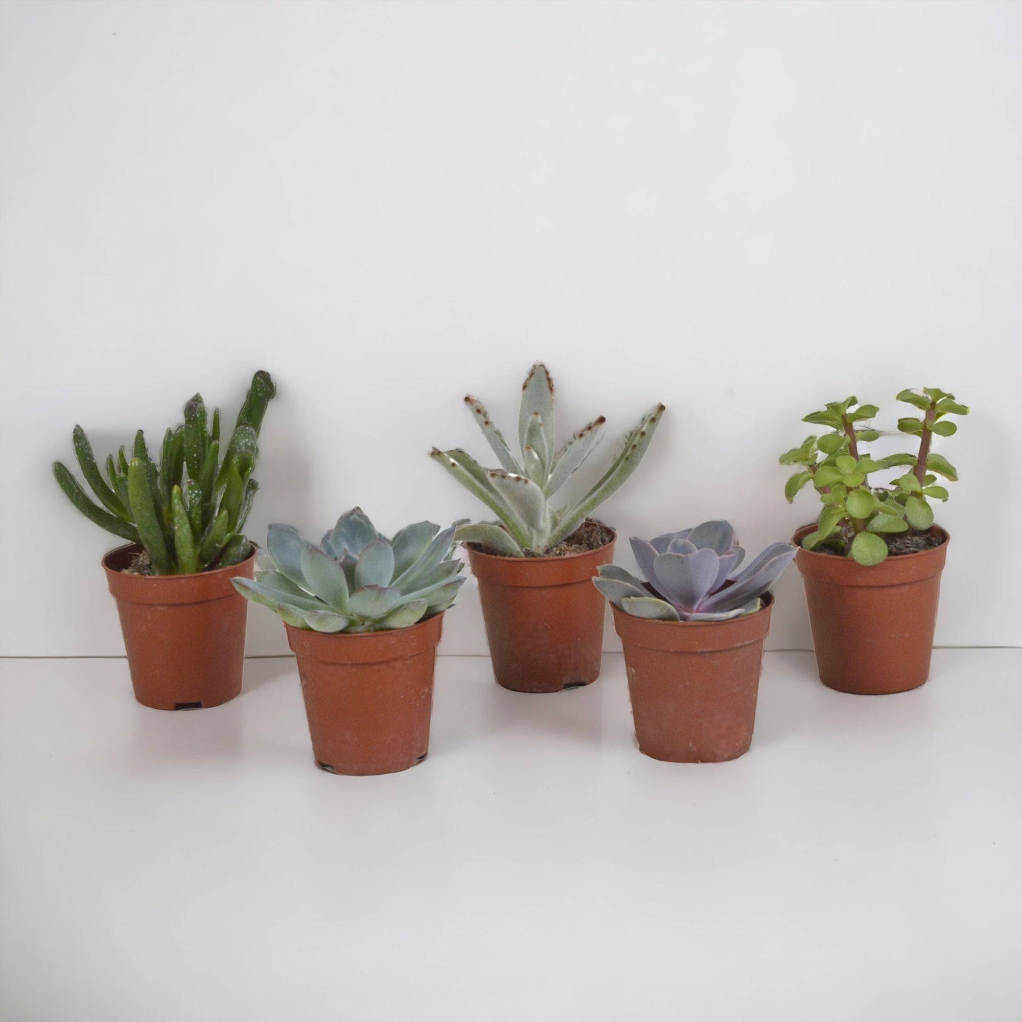 Coffret succulente - Lot de 5 plantes h13cm- La Green Touch - Image 1