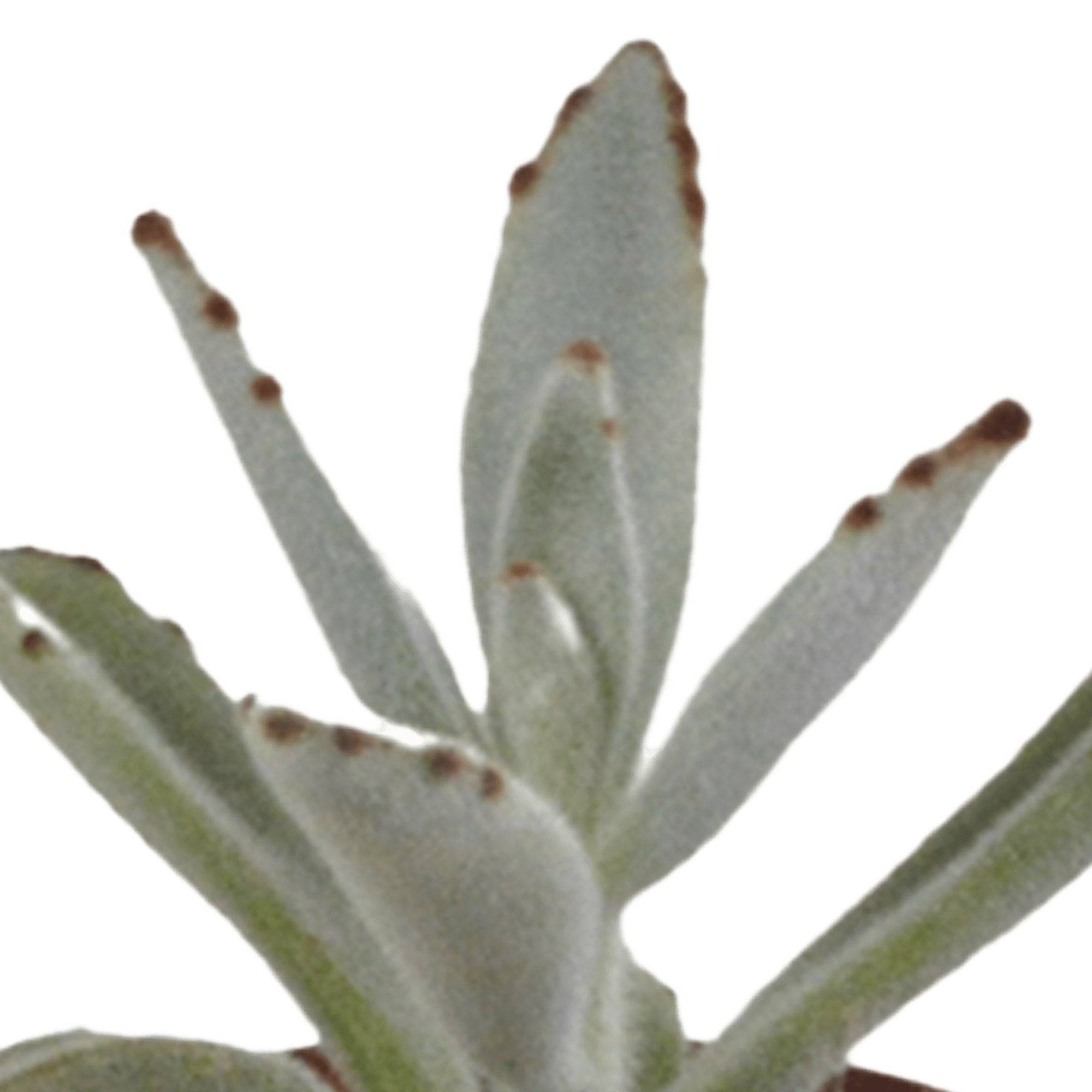 Coffret succulente - Lot de 5 plantes h13cm- La Green Touch - Image 3