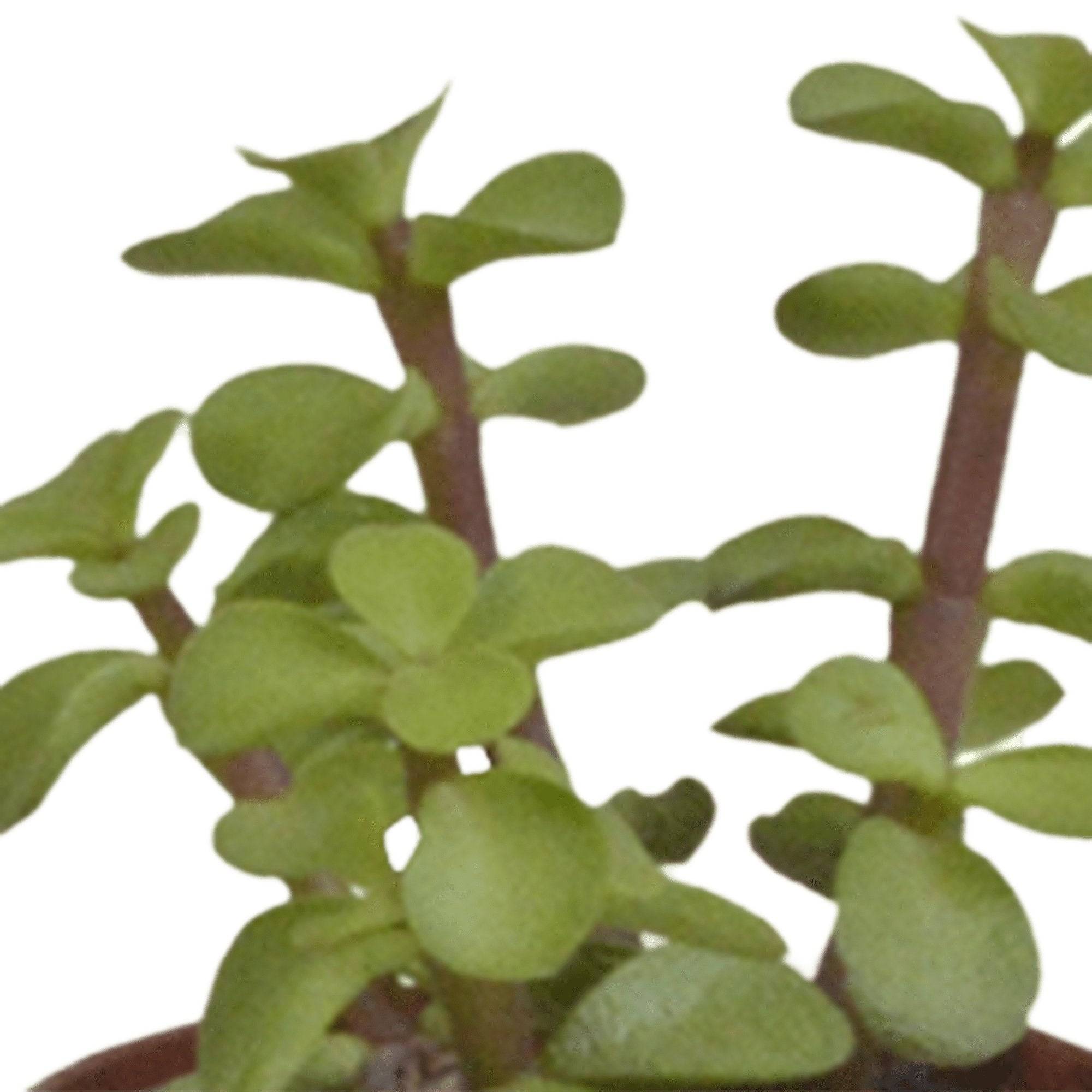 Coffret succulente - Lot de 5 plantes h13cm- La Green Touch - Image 4