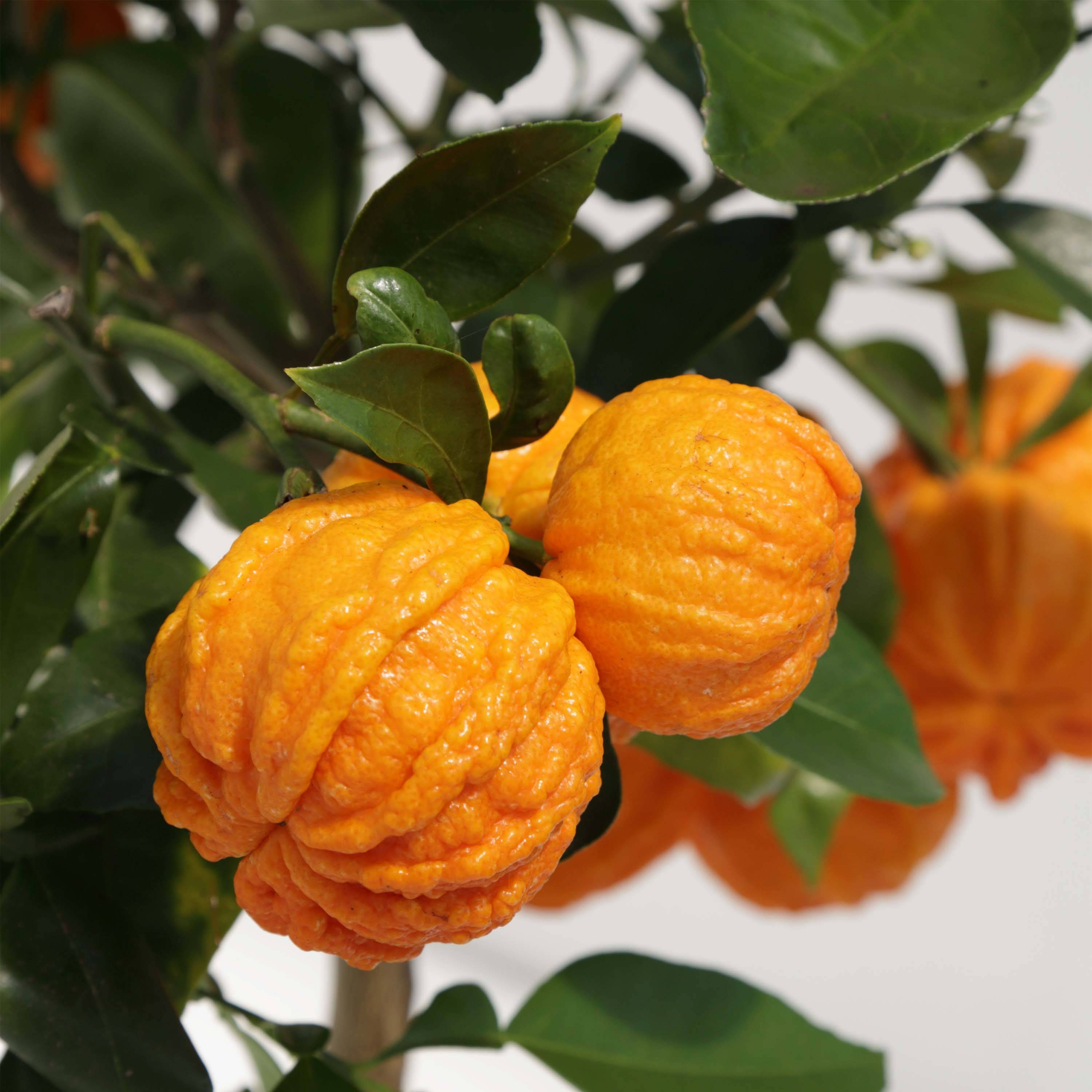 Promesse de Fleurs - Oranger Corrugata - Citrus sinensis x aurantium Pot de 4L/5L, 1/4 de tige