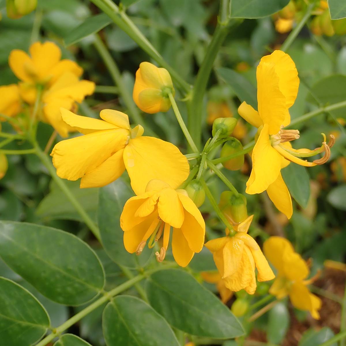 Promesse de Fleurs - Cassia corymbosa - Senné Pot de 3L/4L