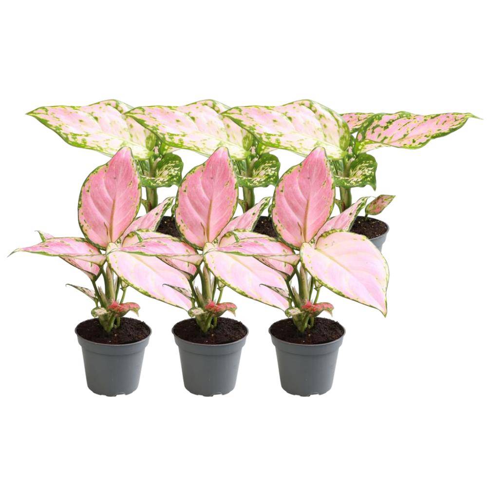 Coffret Aglaonema - H12cm - Image 2