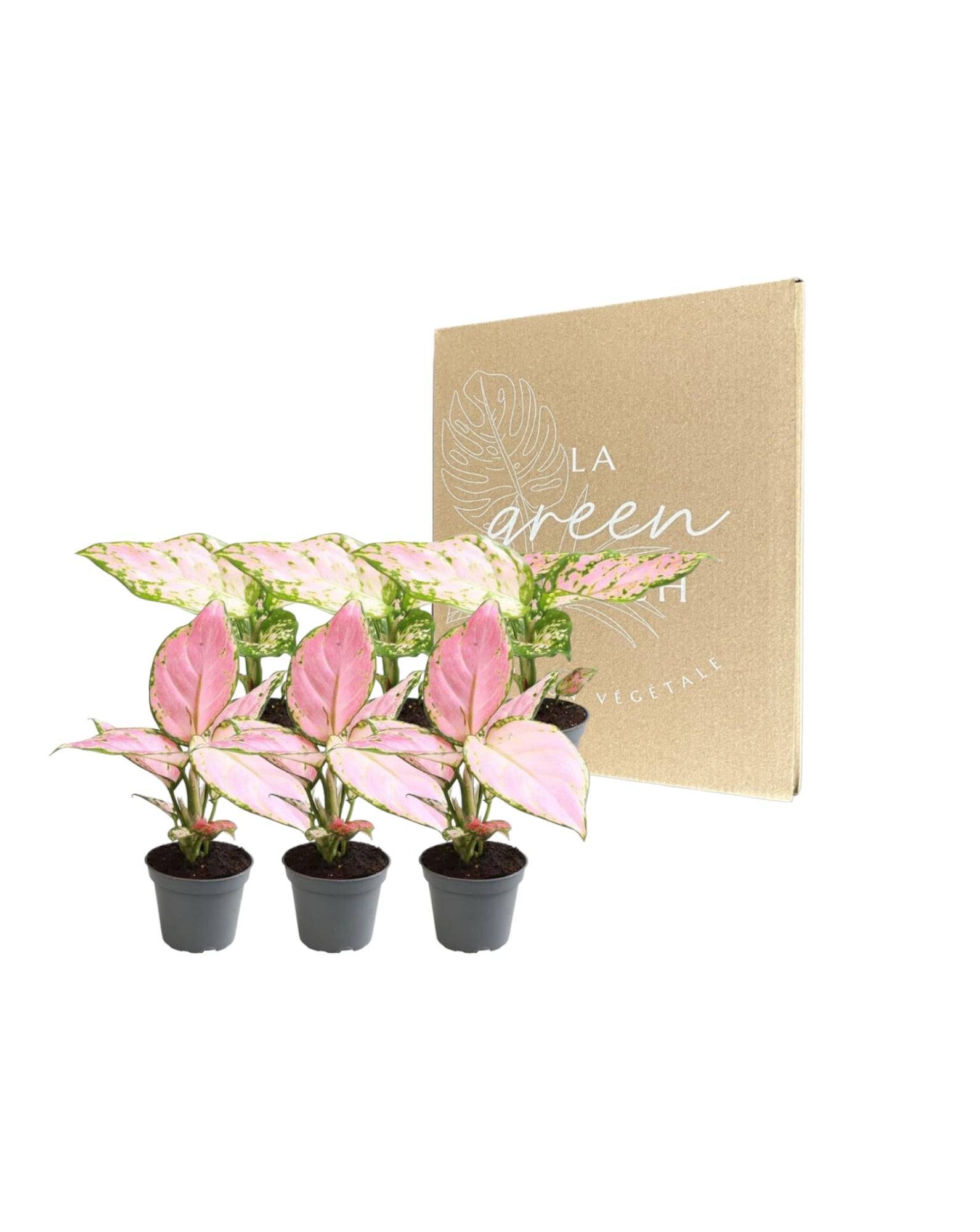 Coffret Aglaonema - H12cm - Image 1