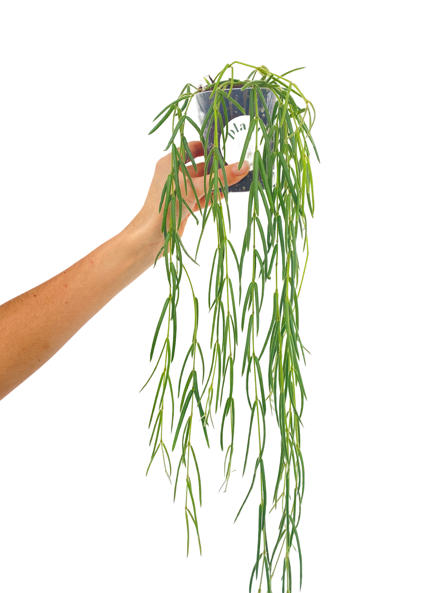 Hoya Linearis - Pot de 9cm - Plantes d'intérieur - Image 1