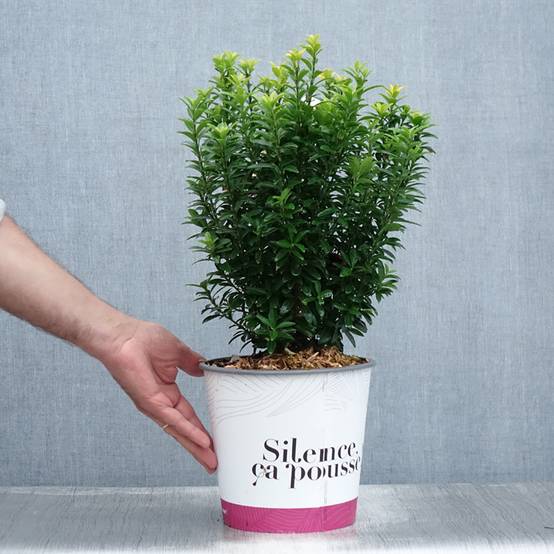 Promesse de Fleurs - Euonymus japonicus Happiness - Fusain du Japon Pot de 4L/5L - Image 2