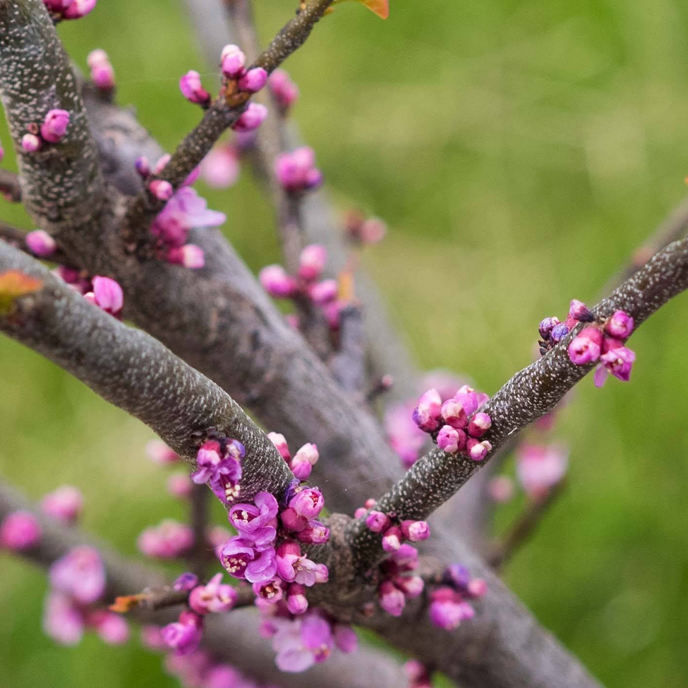 Cercis canadensis Little Woody - Gainier du Canada Pot de 3L/4L - Image 1