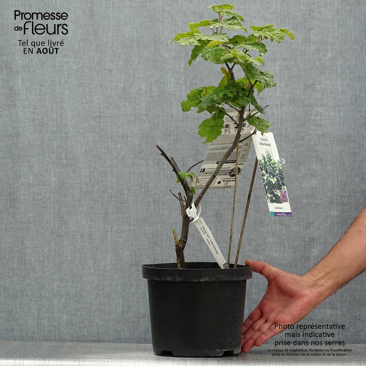Cercis canadensis Little Woody - Gainier du Canada Pot de 3L/4L - Image 2