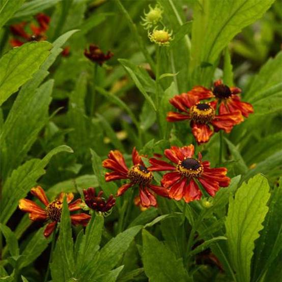 Promesse de Fleurs - Helenium Flammendes Katchen - Hélénie Godet de 8/9 cm