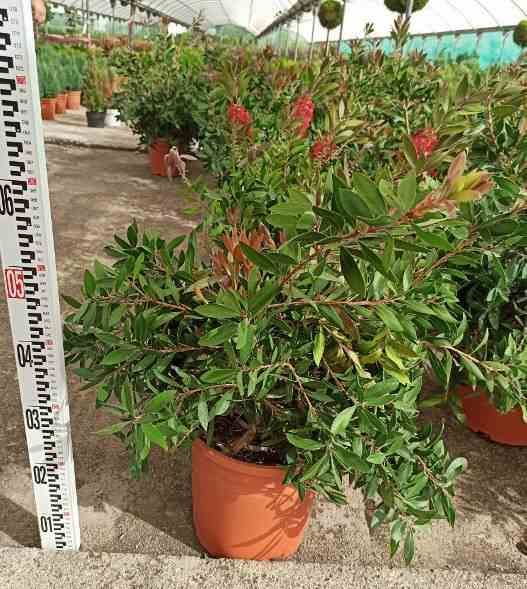 Sans Marque - Callistemon citrinus cv. Splendens (Rince bouteille) Taille:Pot de 65L - 130/150cm - Image 2