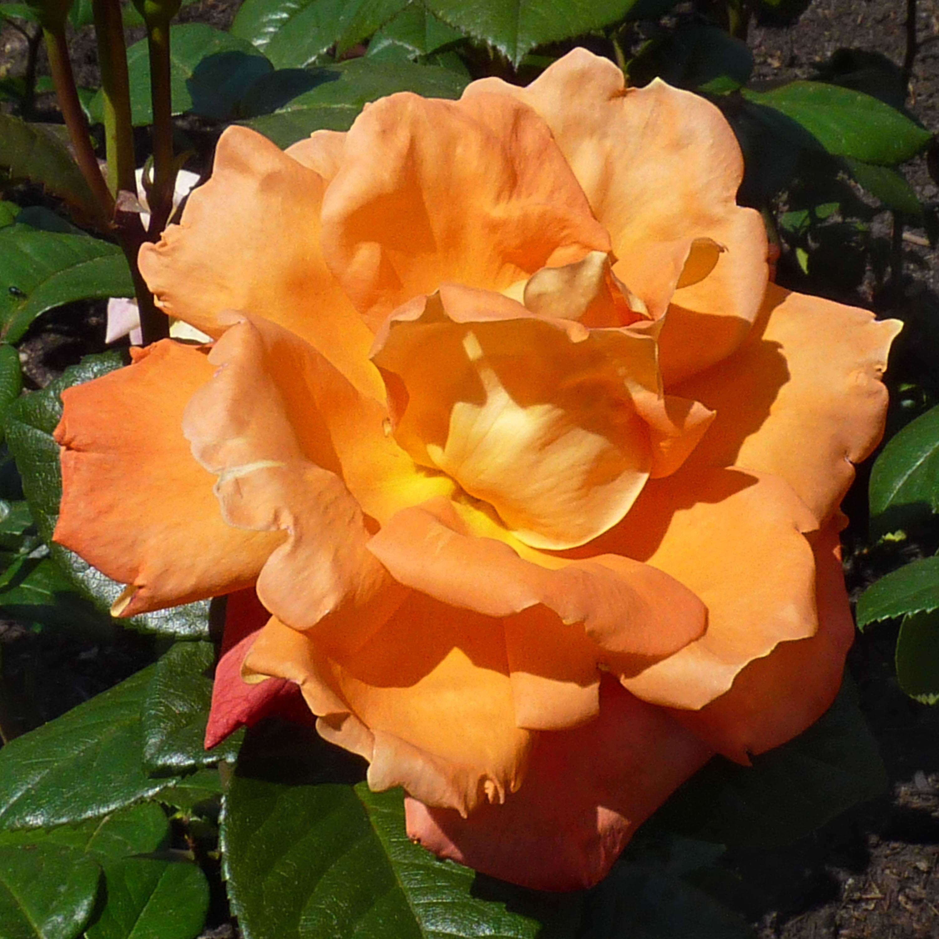 Promesse de Fleurs - Rosier à grandes fleurs Louis de Funes Racines nues en motte