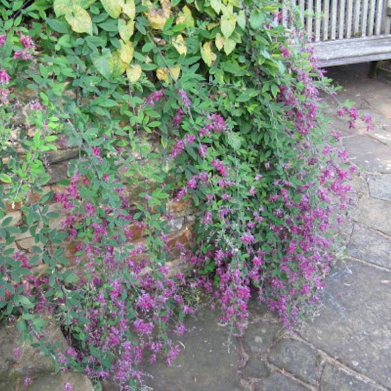 Lespedeza de Thunberg à fleurs Violette - feuillage Semi-Persistant - Pot de 3L - 20/40 cm- hauteur à maturité De 0,50 m à 1,00 m - Image 1