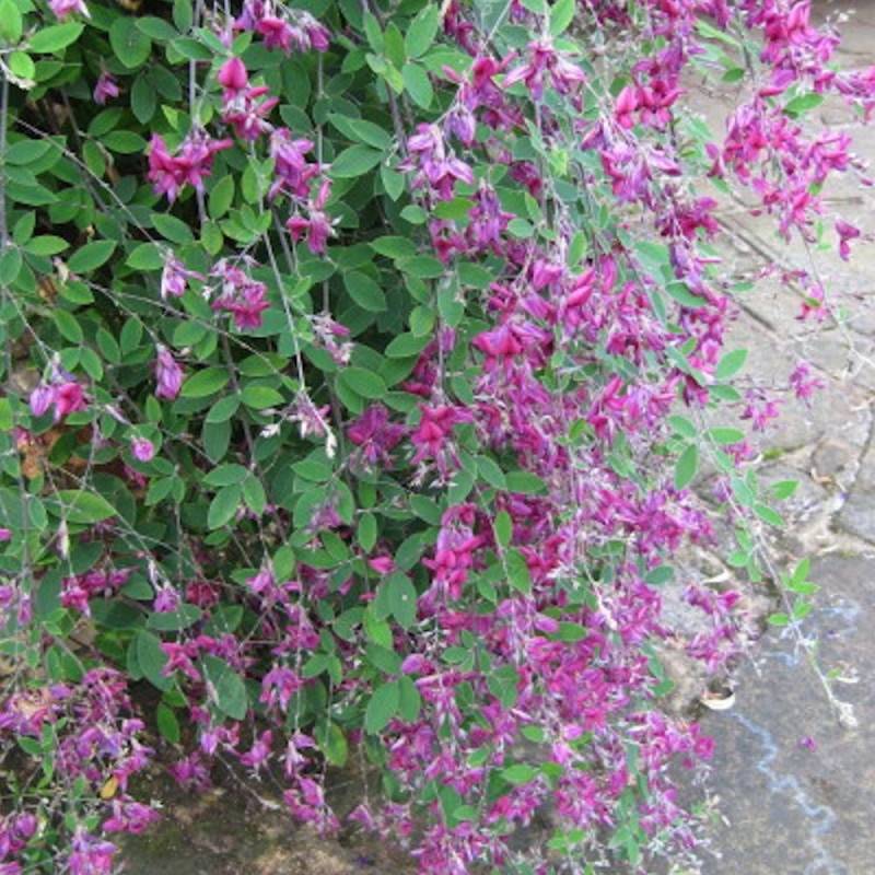Lespedeza de Thunberg à fleurs Violette - feuillage Semi-Persistant - Pot de 3L - 20/40 cm- hauteur à maturité De 0,50 m à 1,00 m - Image 3