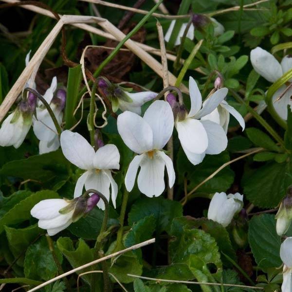 Violette odorante, Viola odorata Alba Godet de 8/9 cm