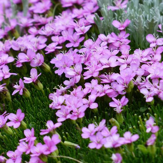 Silene acaulis Godet de 7/8 cm