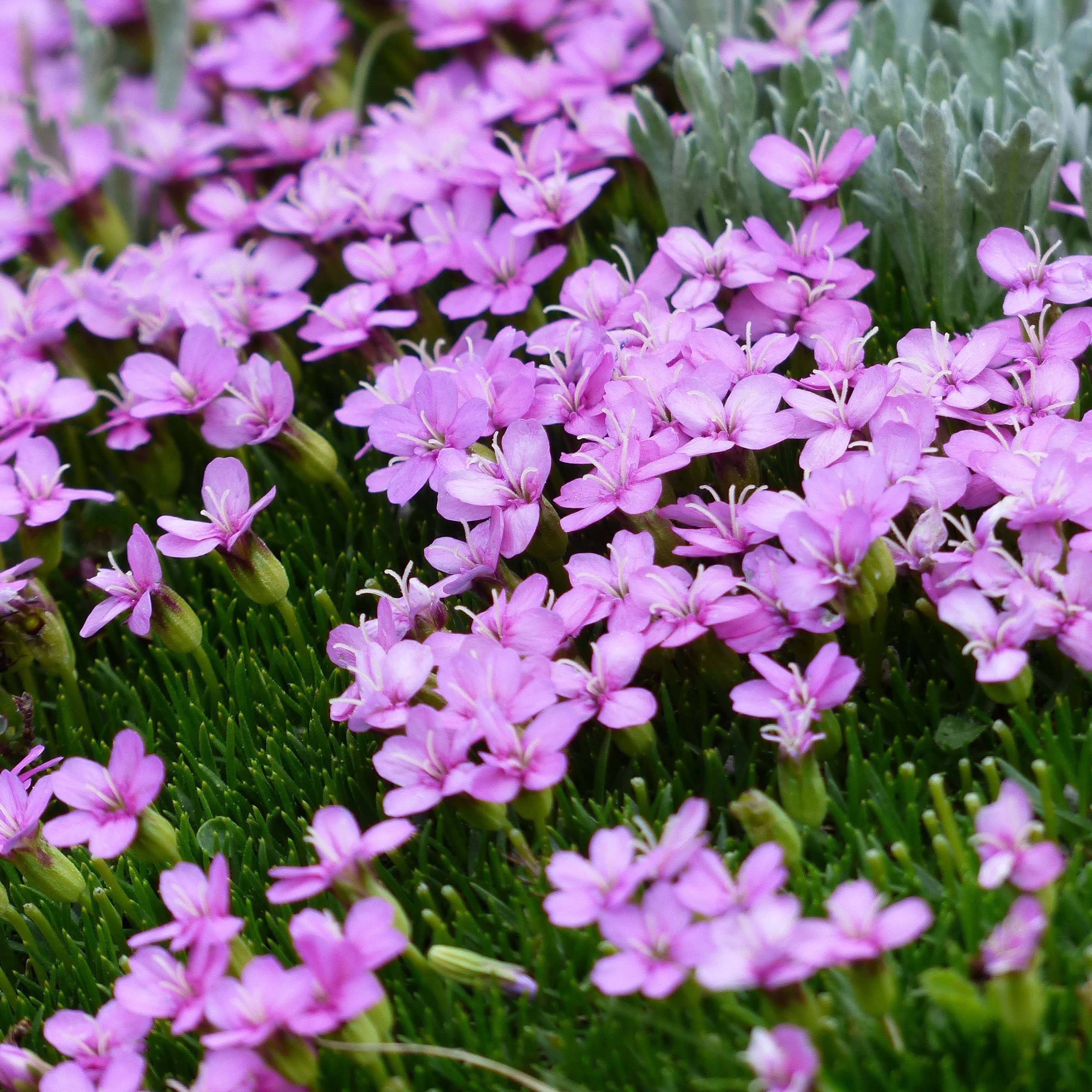 Silene acaulis Godet de 7/8 cm