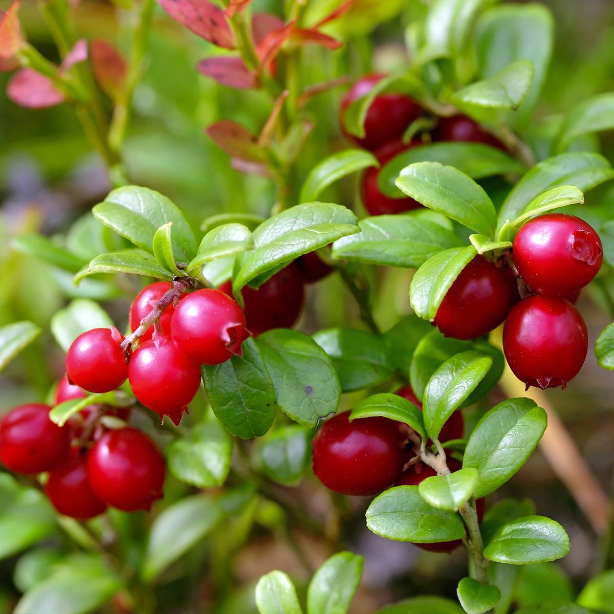Airelle rouge Red Pearl - Vaccinium vitis-idaea Pot de 2L/3L