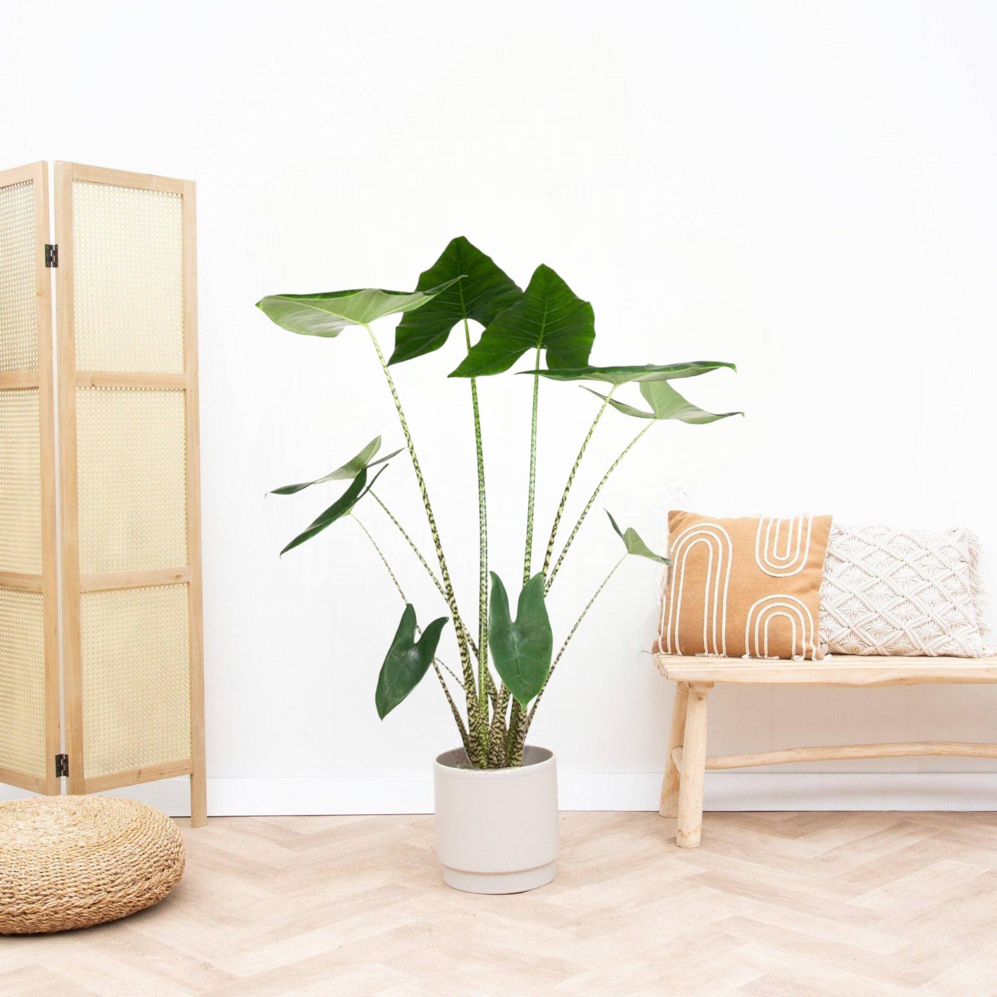 Alocasia Zebrina 130cm - Plante d'intérieur- La Green Touch - Image 3