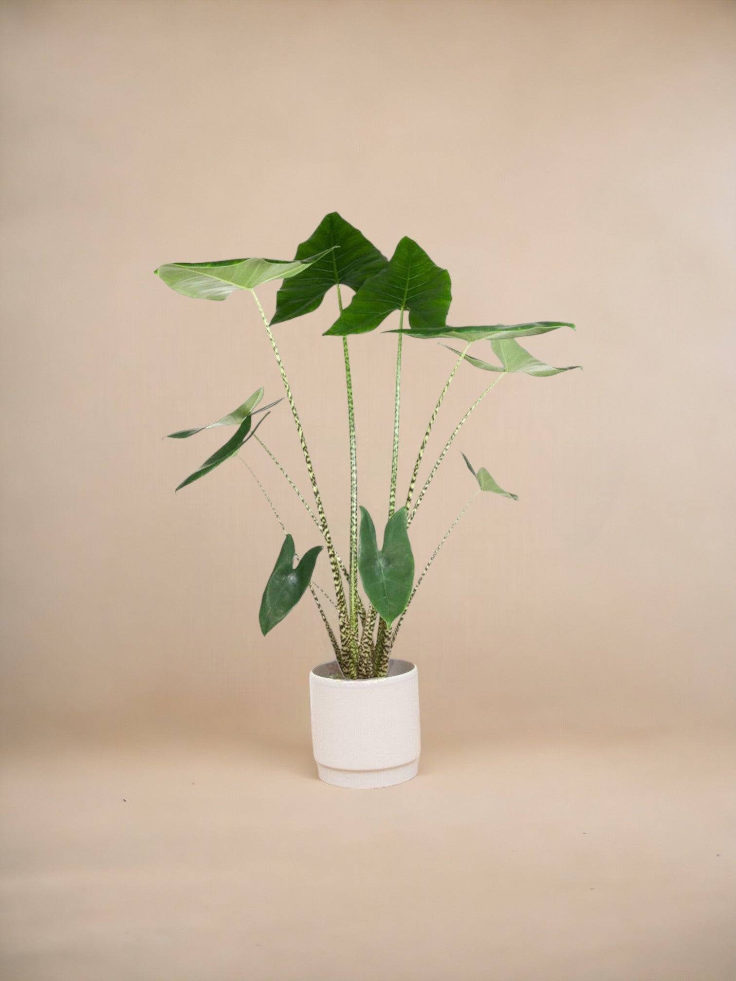 Alocasia Zebrina 130cm - Plante d'intérieur- La Green Touch - Image 2