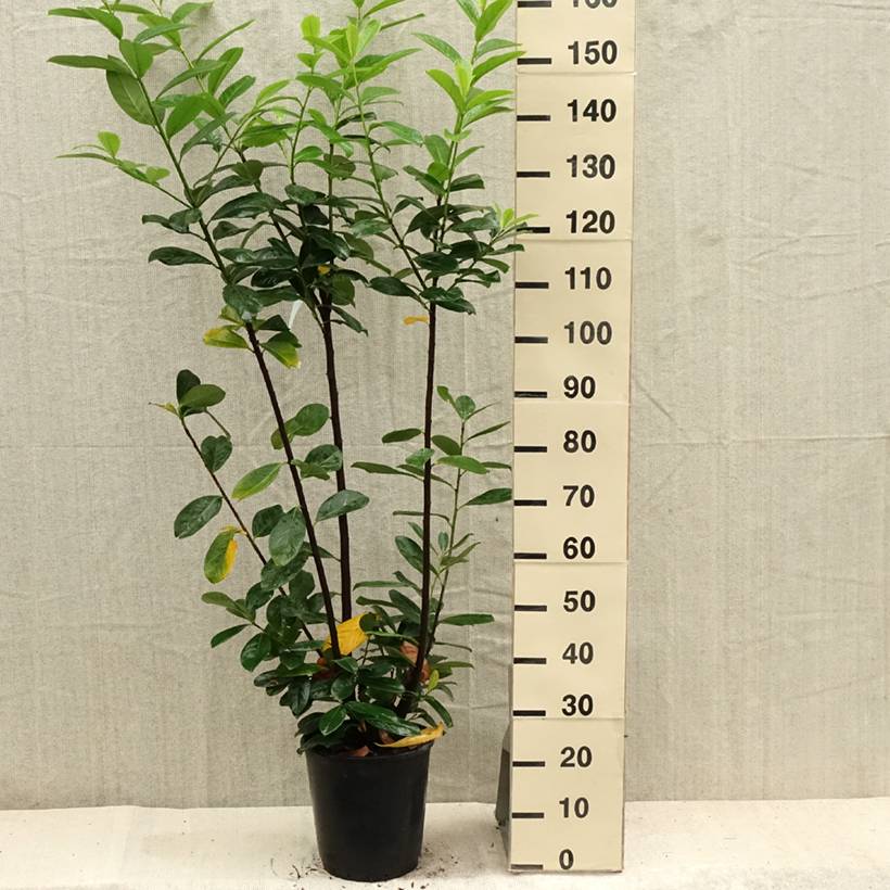 Laurier cerise -  Prunus laurocerasus Caucasica - Laurier Palme - Laurier du Caucase Pot de 7,5L/10L - Image 2