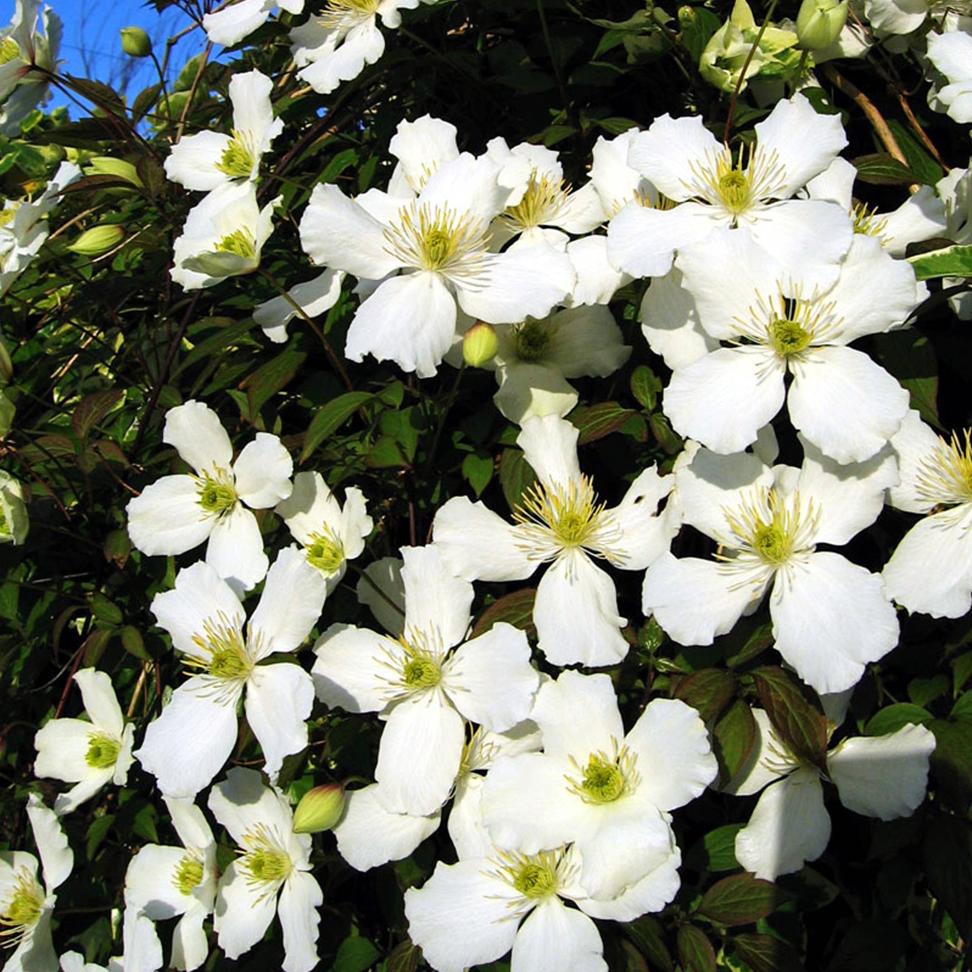 Gardenersdream - Clématite Montana 'Grandiflora' arbuste grimpant à fleurs parfumées et feuilles caduques - GardenersDream - Image 3