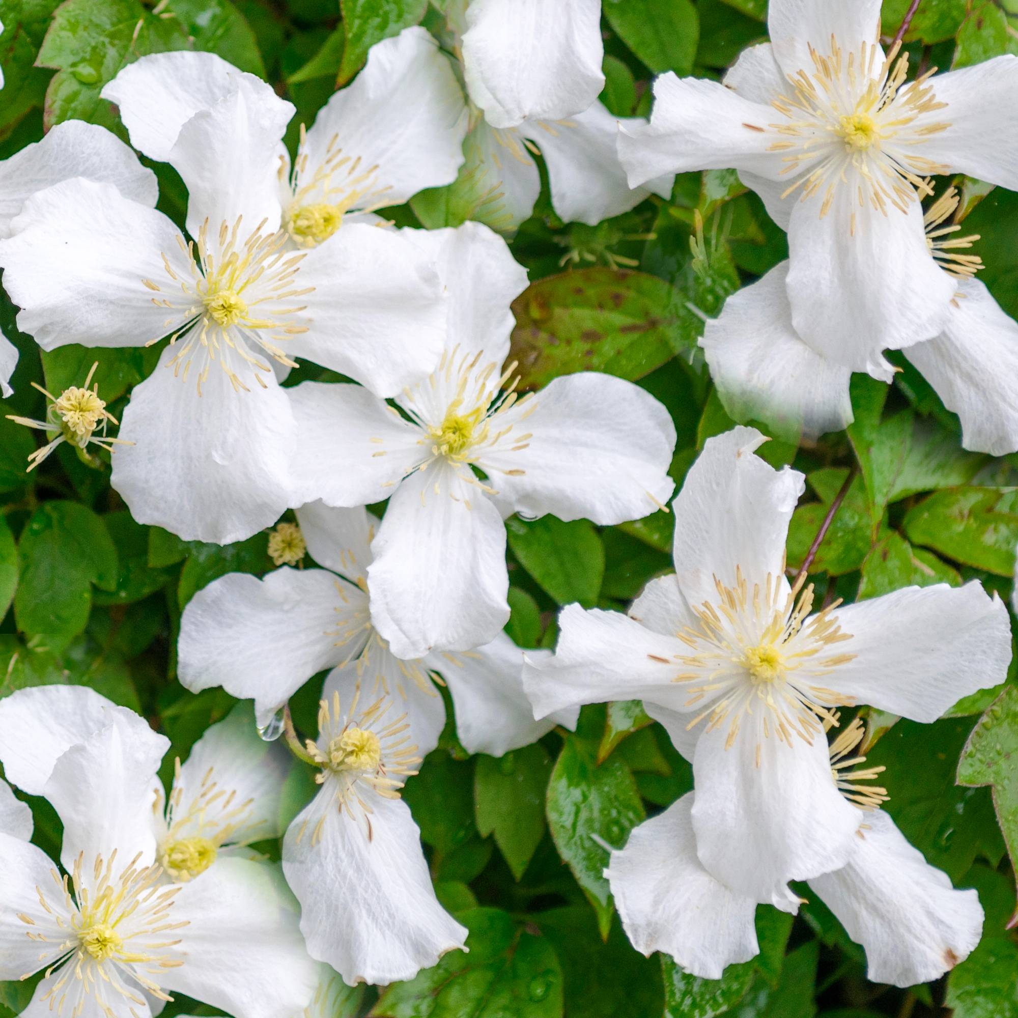 Gardenersdream - Clématite Montana 'Grandiflora' arbuste grimpant à fleurs parfumées et feuilles caduques - GardenersDream - Image 1
