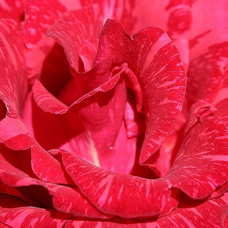 Rosier à grandes fleurs Berthe Morisot® 'Delrosroucrem' à fleurs Rouge/Blanche - feuillage Caduc - Pot de 5L - Touffe - Image 4