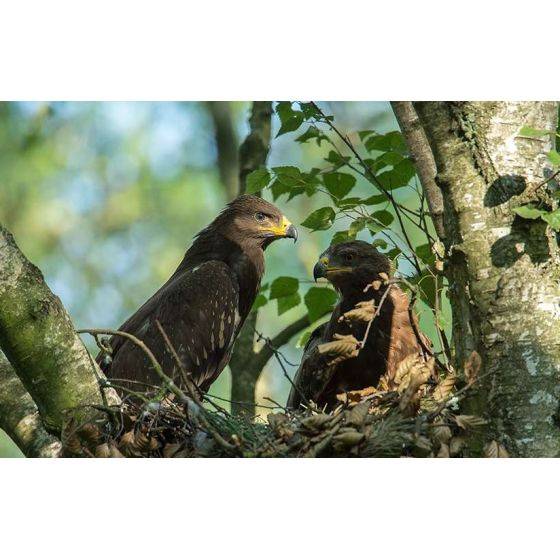 MKW - Plateforme de nidification pour Balbuzards et petits rapaces - Image 2