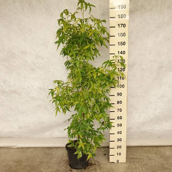 Liquidambar styraciflua Aurea - Copalme d'Amérique Pot de 12L/15L, Baliveau - Image 2