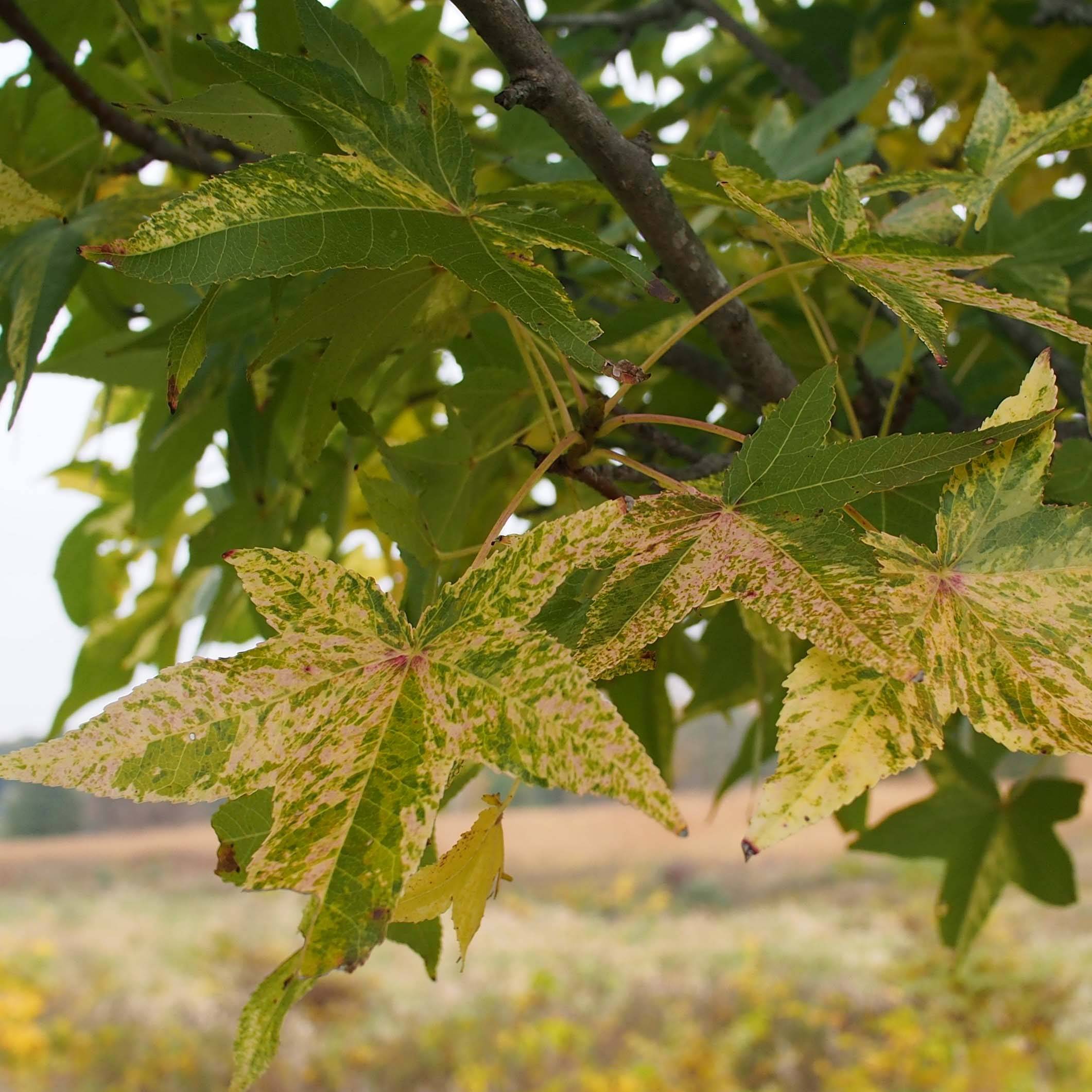 Liquidambar styraciflua Aurea - Copalme d'Amérique Pot de 12L/15L, Baliveau - Image 1