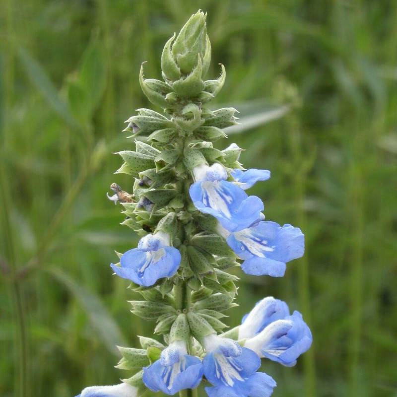 Sauge des marais à fleurs Bleue - feuillage Caduc - Pot de 7,5L - 40/60 cm-  hauteur à maturité De 1,00 m à 1,50 m - Image 2