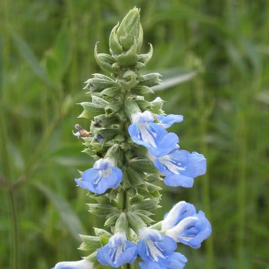Sauge des marais à fleurs Bleue - feuillage Caduc - Pot de 7,5L - 40/60 cm- hauteur à maturité De 1,00 m à 1,50 m - Image 1
