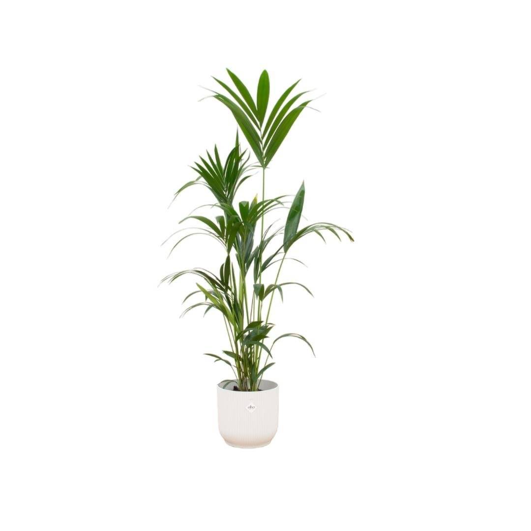 Palmier Kentia 160cm et son pot- La Green Touch Blanc 30cm - Hauteur 160cm