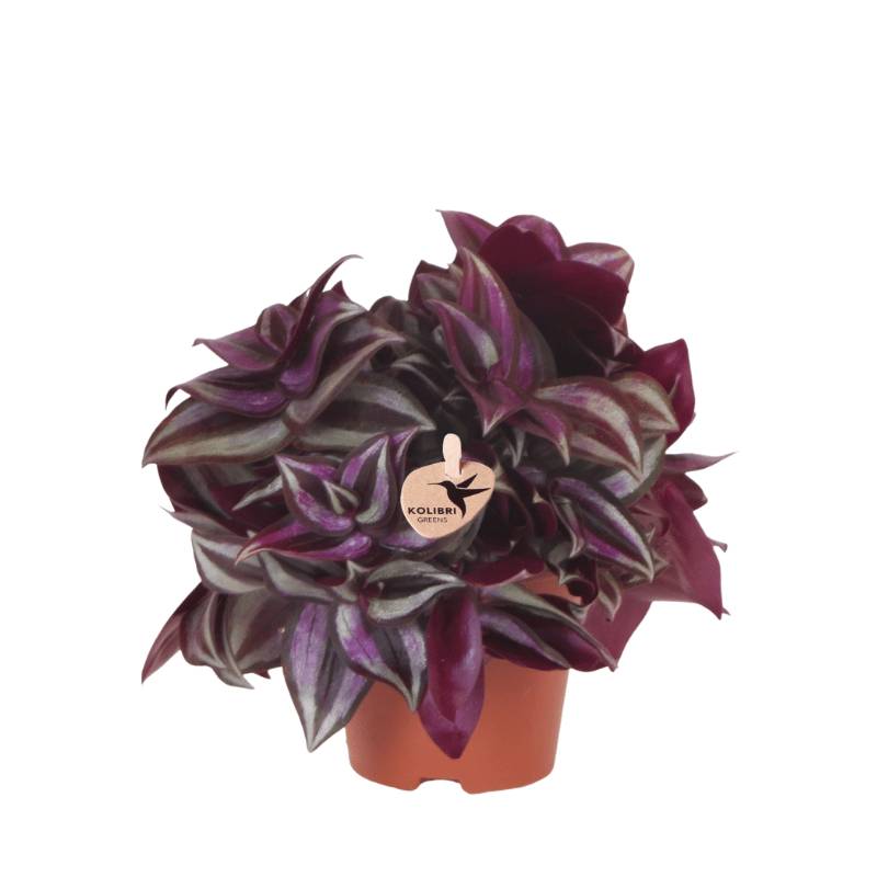 Tradescantia Zebrina - Ø9cm - ↕15cm - Plantes d'intérieur - Image 1
