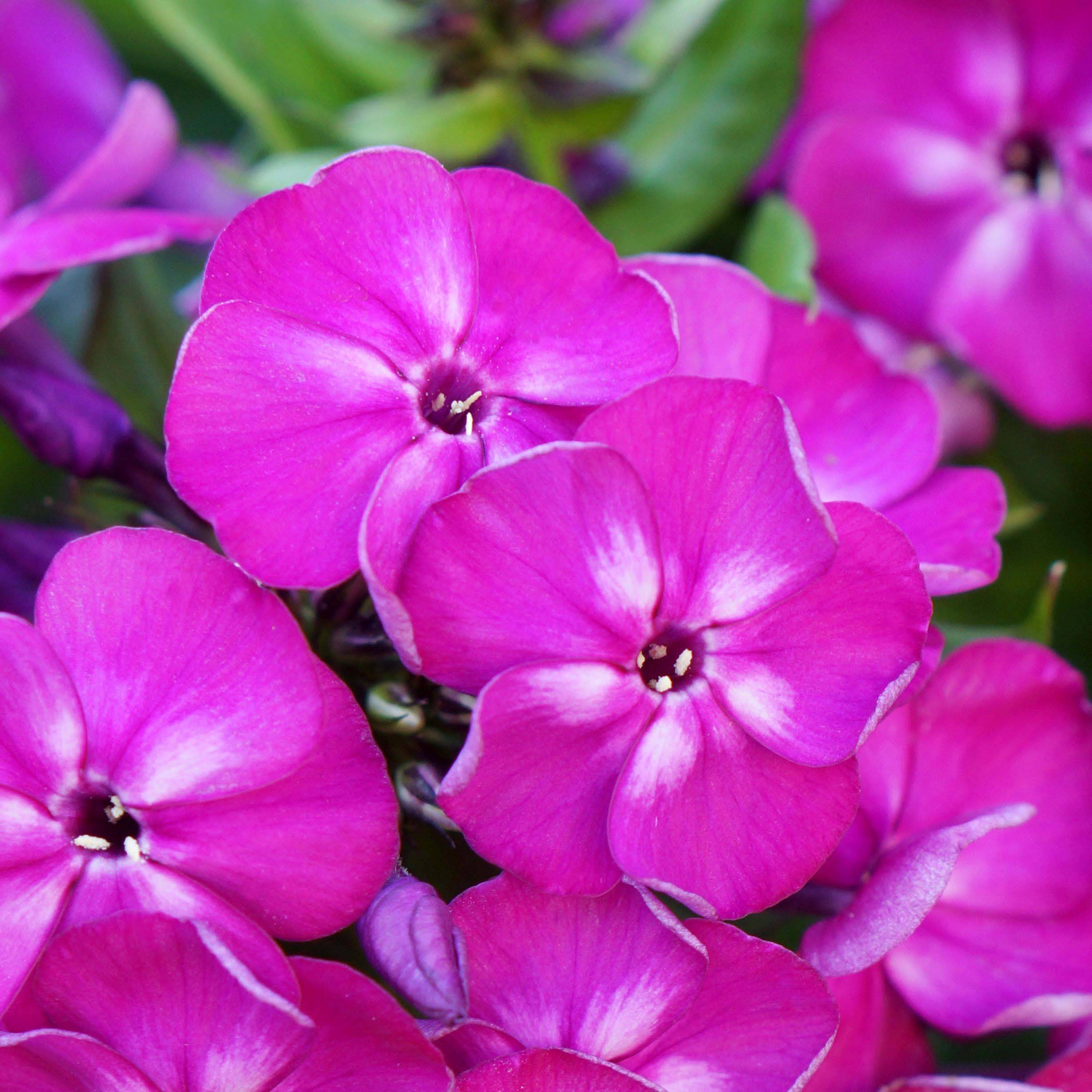 Promesse de Fleurs - Phlox paniculata Bambini Desire Pot de 2L/3L