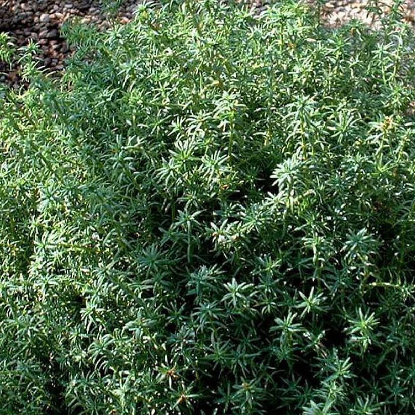 Chamaecyparis pisifera Cumulus - Cyprès Sawara Pot de 2L/3L