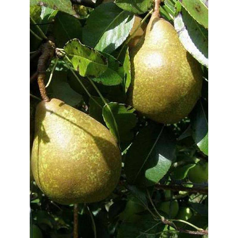 Poirier General Leclerc - Pyrus communis Pot de 7,5L/10L, Gobelet