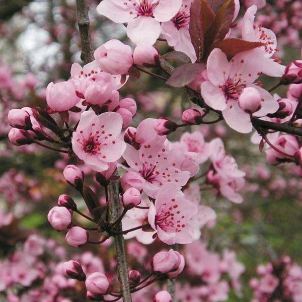 Promesse de Fleurs - Prunier à fleurs - Prunus cerasifera Nigra Pot de 3L/4L, Buisson