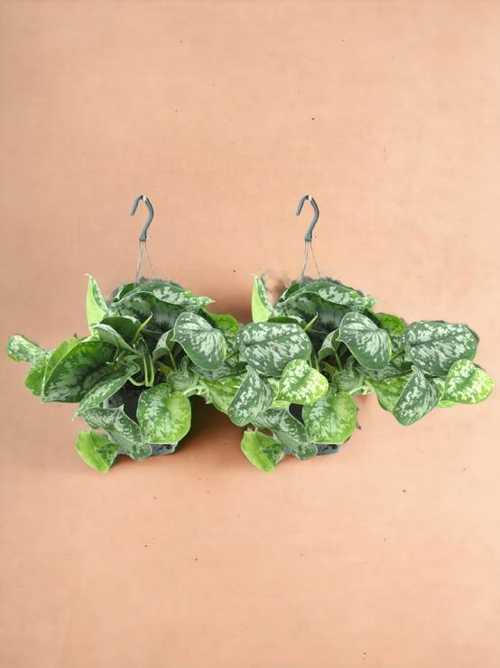La Green Touch - Scindapsus Pictus Trebie (Epipremnum) - H25cm - Image 1