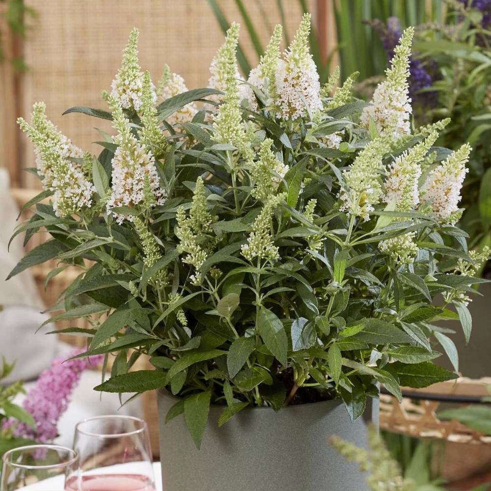 Arbre aux papillons Butterfly Candy® Little White 'BotEx003', Buddleia à fleurs Blanche - feuillage Caduc - Pot de 4L - 20/40 cm- hauteur à maturité - Image 1