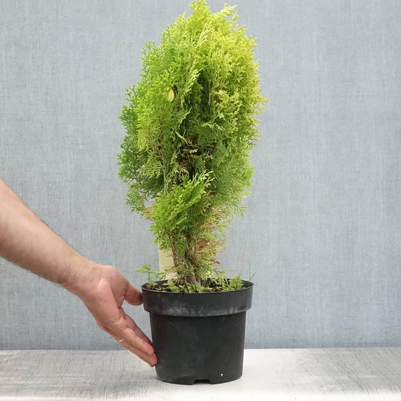 Thuya d'Orient - Platycladus orientalis Aurea Nana Pot de 2L/3L - Image 2