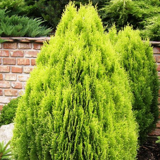Thuya d'Orient - Platycladus orientalis Aurea Nana Pot de 2L/3L - Image 1