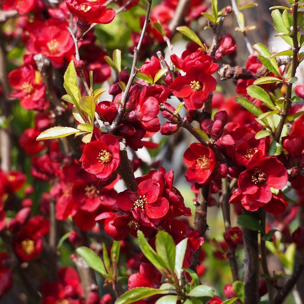 Promesse de Fleurs - Cognassier du Japon - Chaenomeles x superba Etna Pot de 2L/3L - Image 1