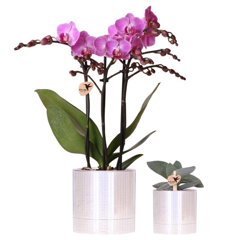 Orchidées - H35cm - Image 2