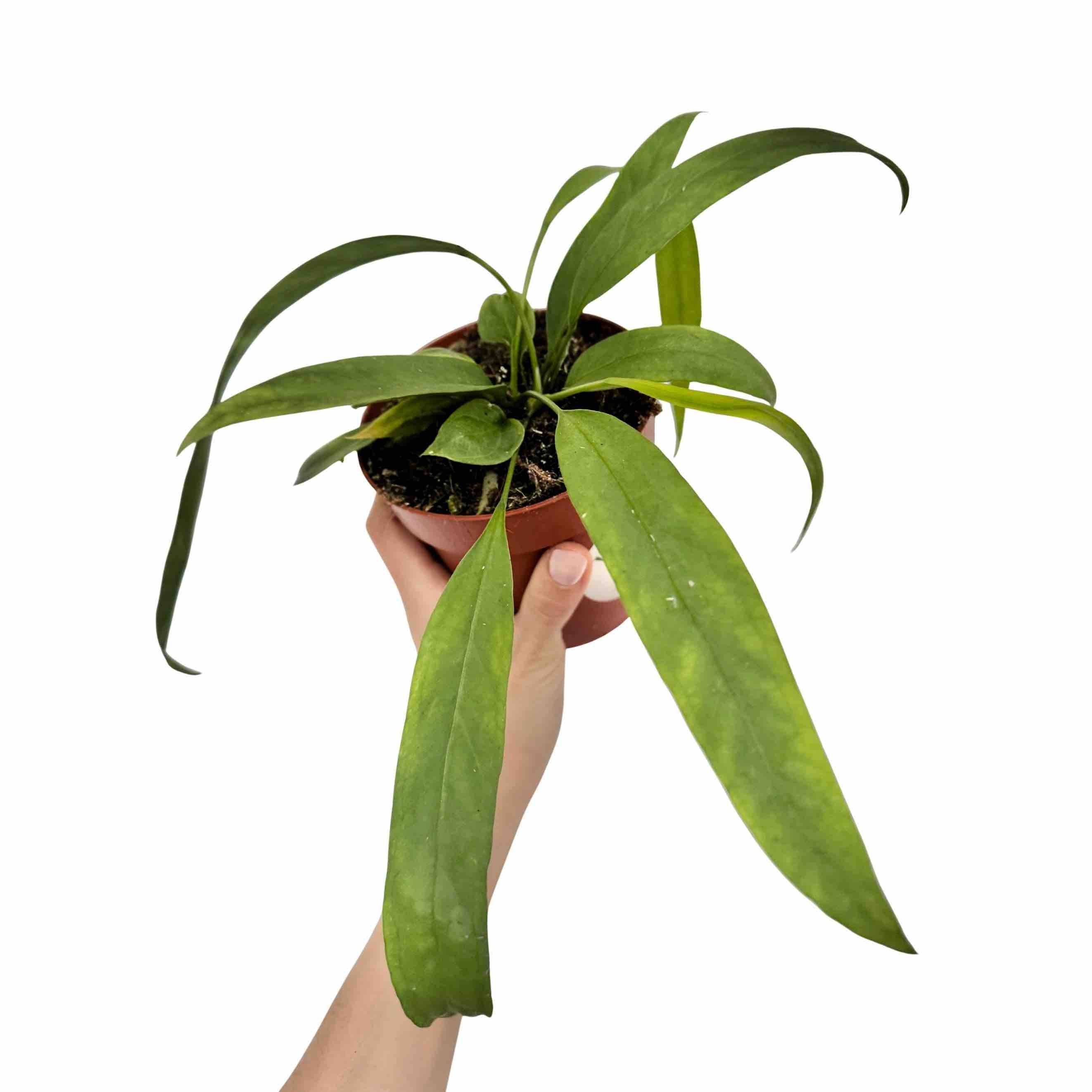 Anthurium Vittariifolium - Pot de 12cm - Plantes d'intérieur - Image 2
